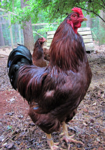 Buckeye rooster. Photo by Jeannette Beranger, The Livestock Conservancy