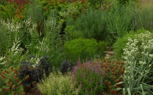 Early July in the pollinator garden.