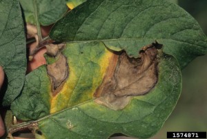 Cover photo for Potato Late Blight