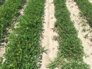 Cover photo for Peanut Sensitivity to Dicamba and Off-Site Movement Peanut Notes No. 146 2020