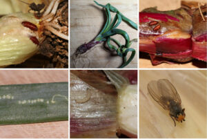 Cover photo for Growers: Start Scouting in February for the Allium Leafminer