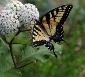 Eastern tiger swallowtail on redring milkweed.