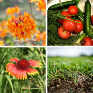 Collage of 4 photos of orange azaleas, tomatoes, blanket flower, and turfgrass